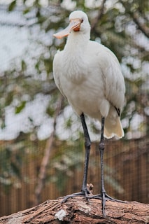 A white bird with long legs and a slightly curved orange beak standing on a tree branch. The background is blurred, showing greenery and possibly a net or fence, indicating a natural or zoo setting.