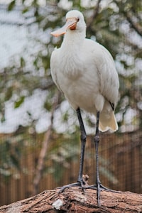 A white bird with long legs and a slightly curved orange beak standing on a tree branch. The background is blurred, showing greenery and possibly a net or fence, indicating a natural or zoo setting.