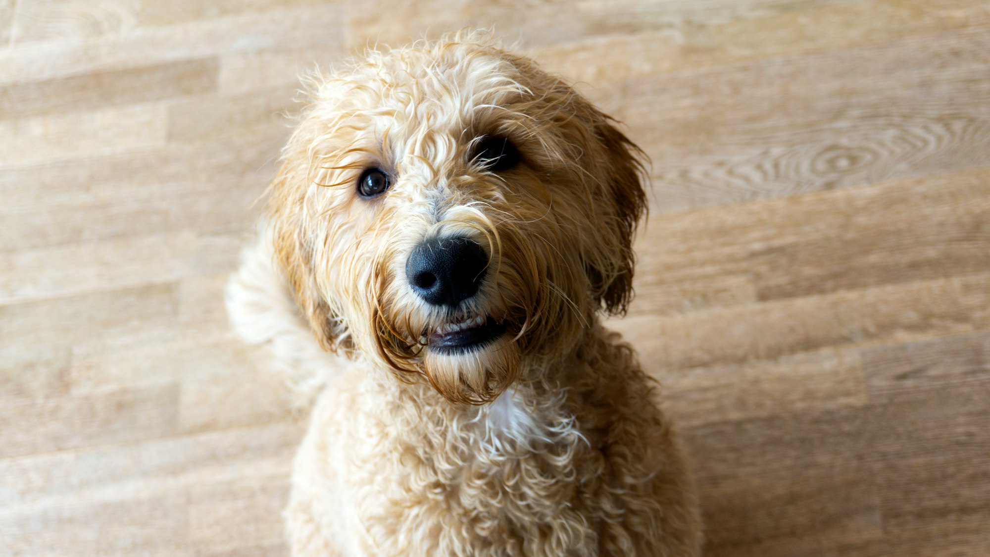 Wet happy labradoodle smiling at the camera
