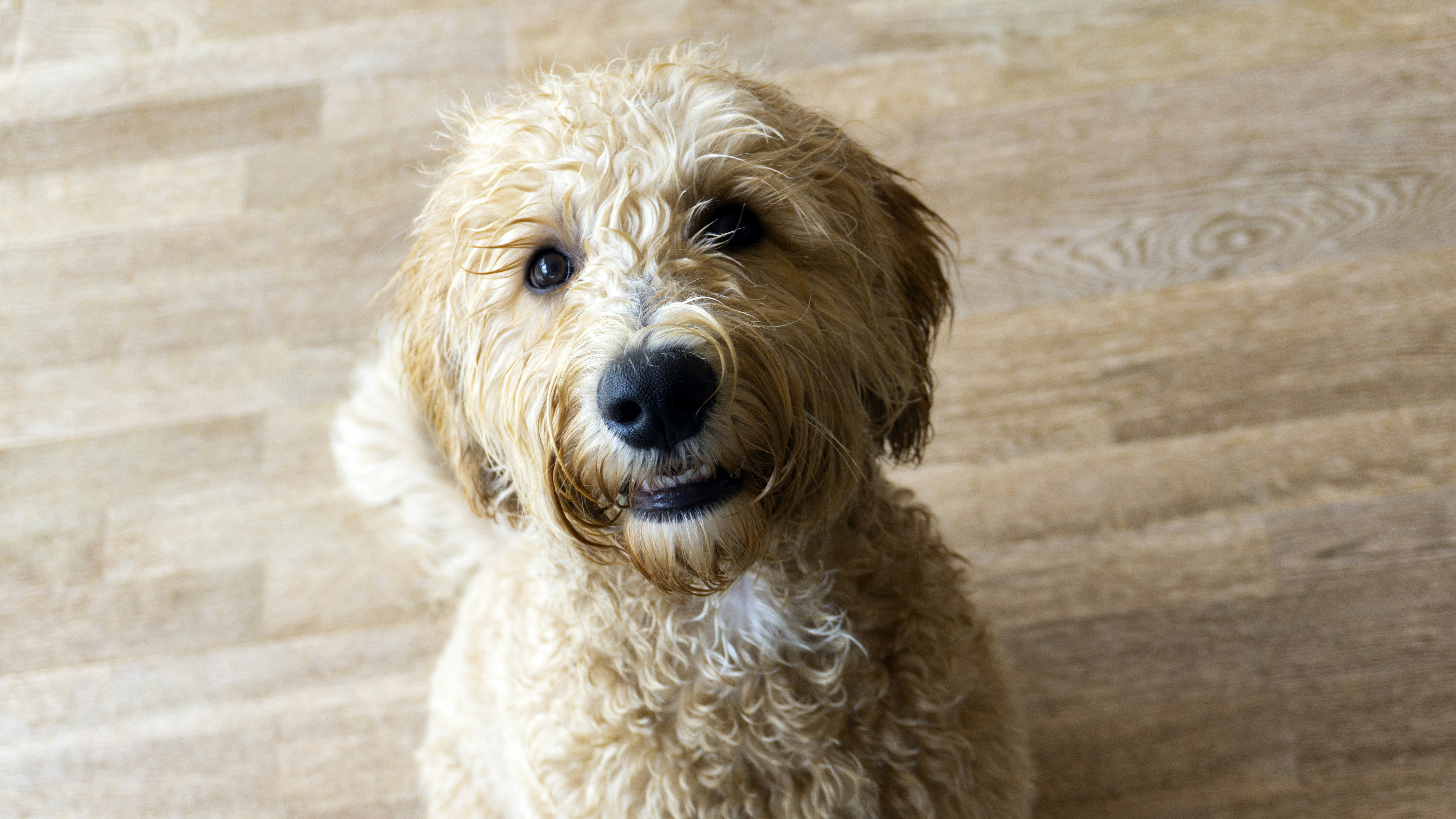 white long coated small dog