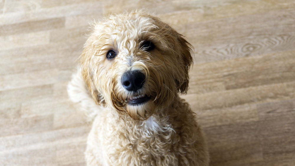 weißer langhaariger kleiner Hund