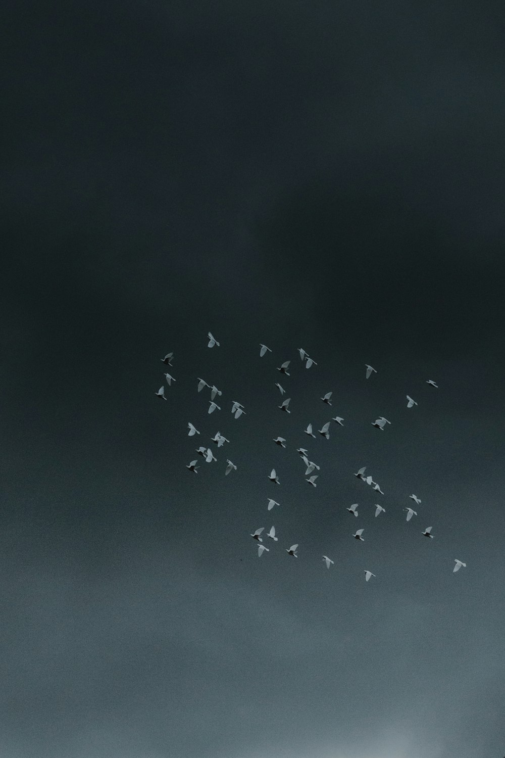 Vogelschwarm fliegt unter dunklem Himmel
