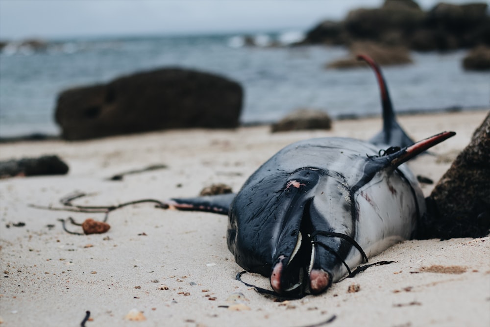 black and white fish on white sand during daytime