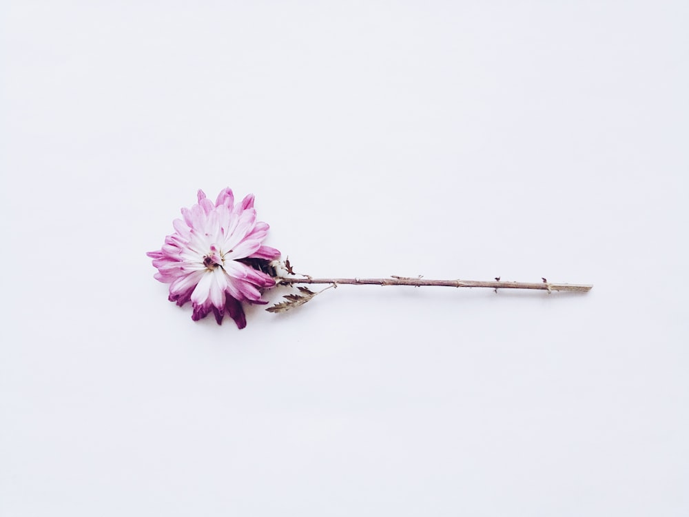 pink and white flower on white background