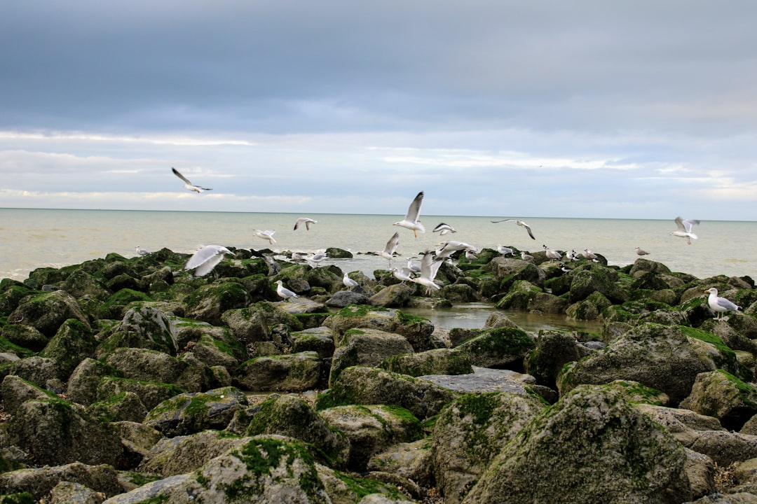 white and black birds on rocky shore during daytime