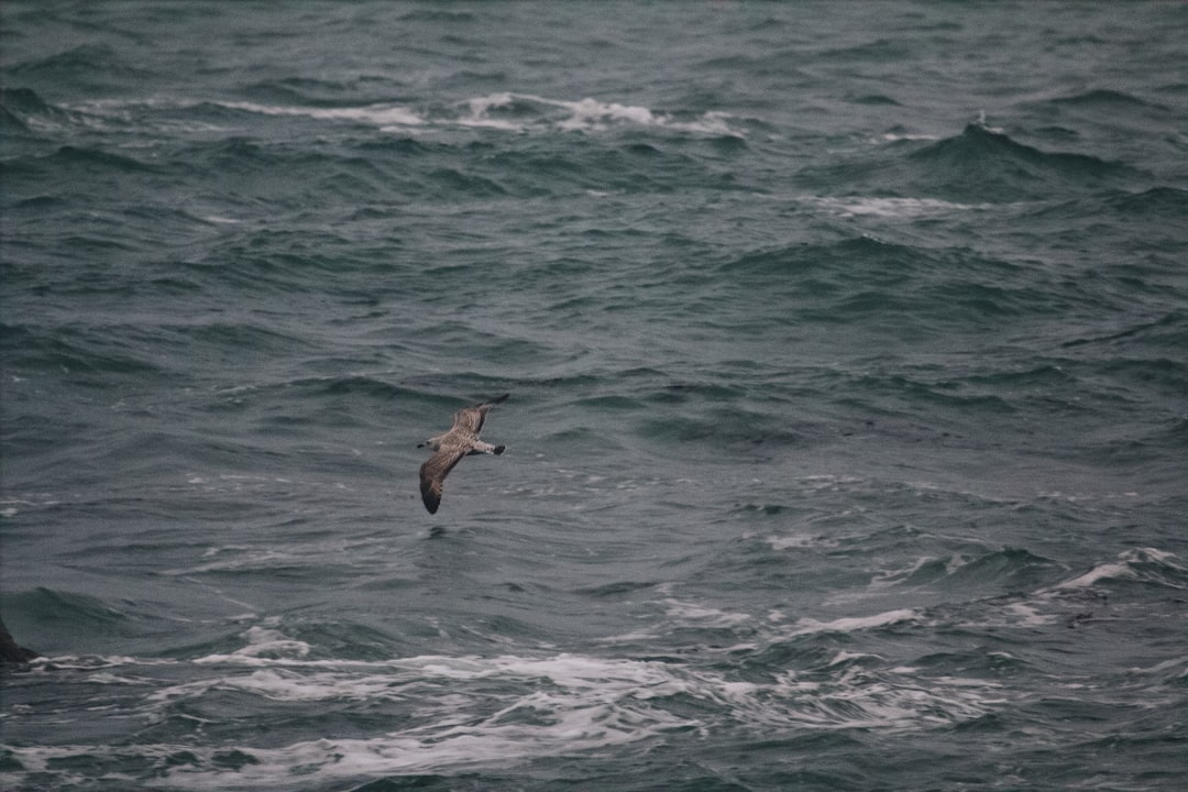 brown bird flying over the sea during daytime