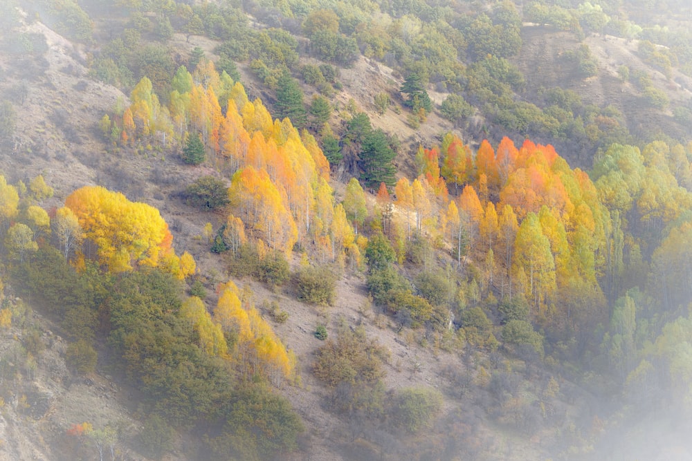 green and yellow trees on mountain