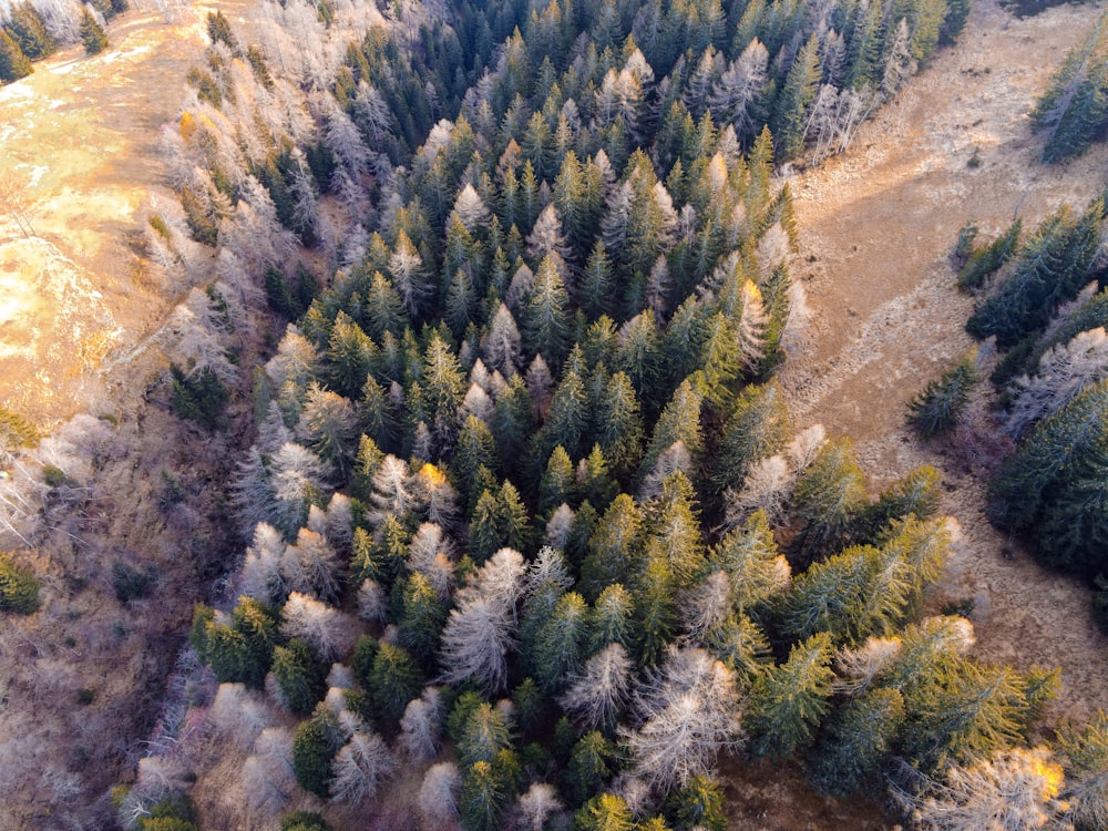 green pine tree on brown mountain