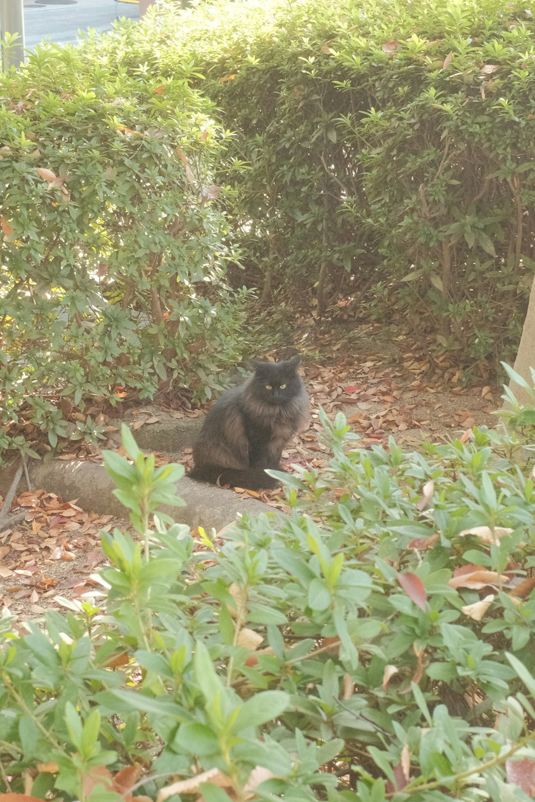 black cat on green grass