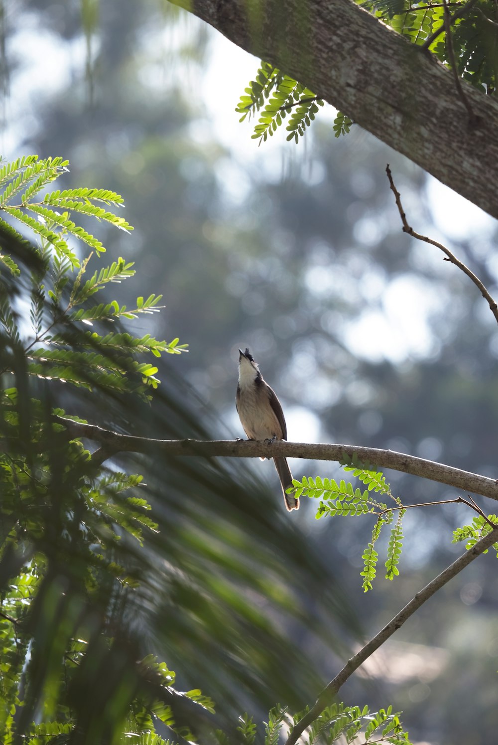 brown bird on tree branch during daytime