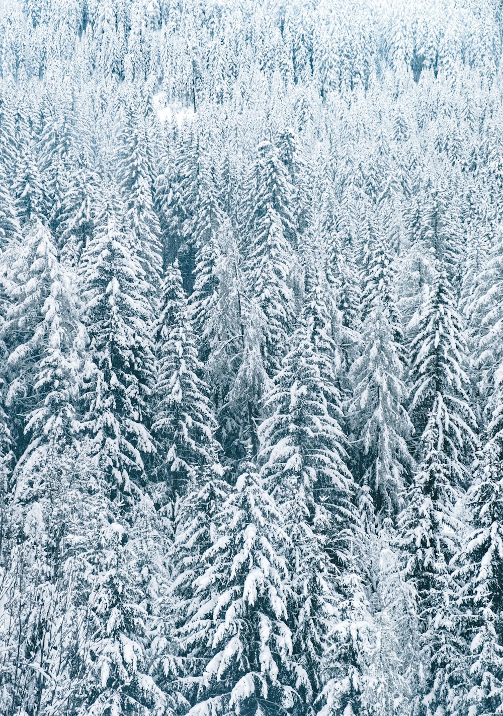 snow covered pine trees during daytime