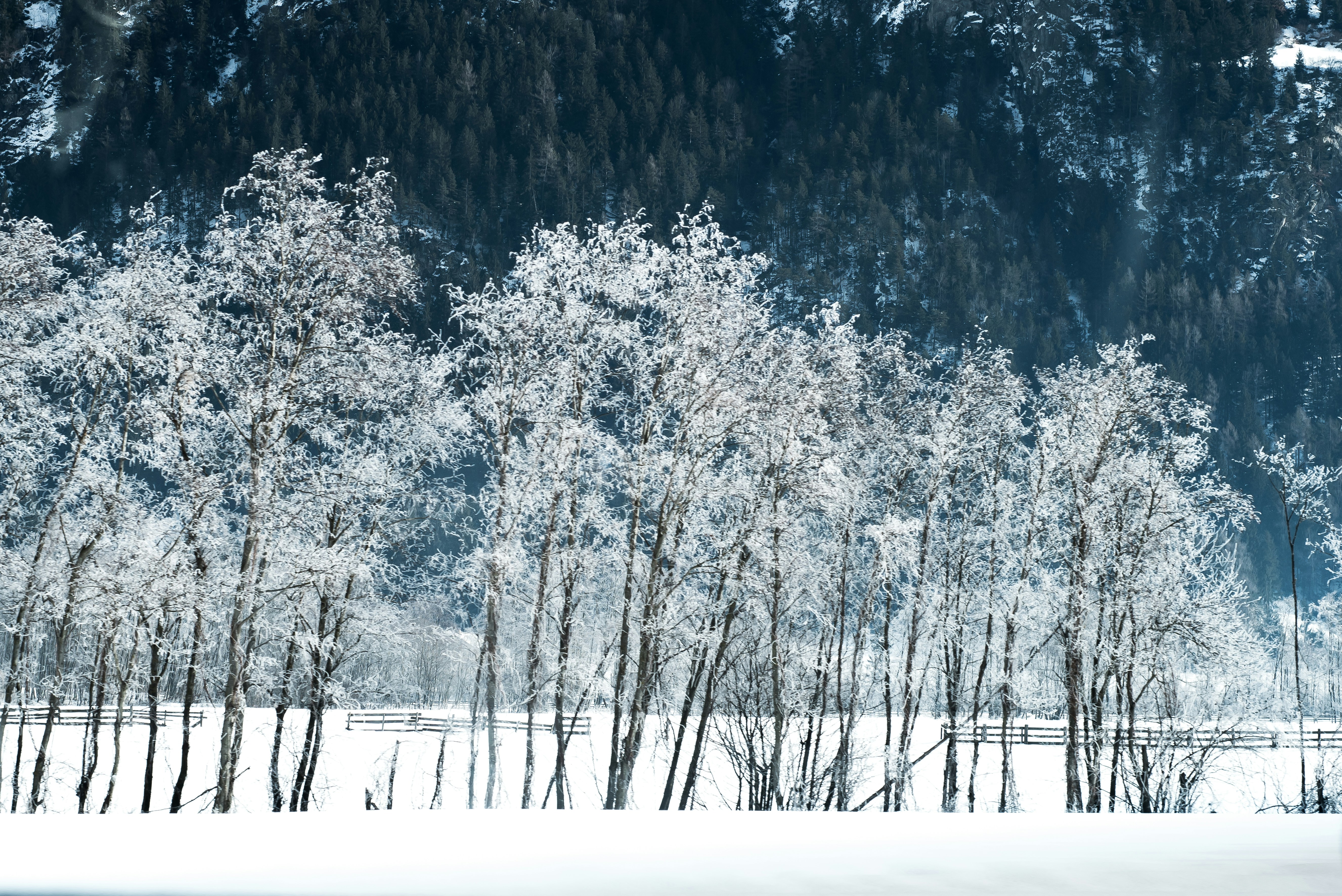 Photo by lauraadaiphoto