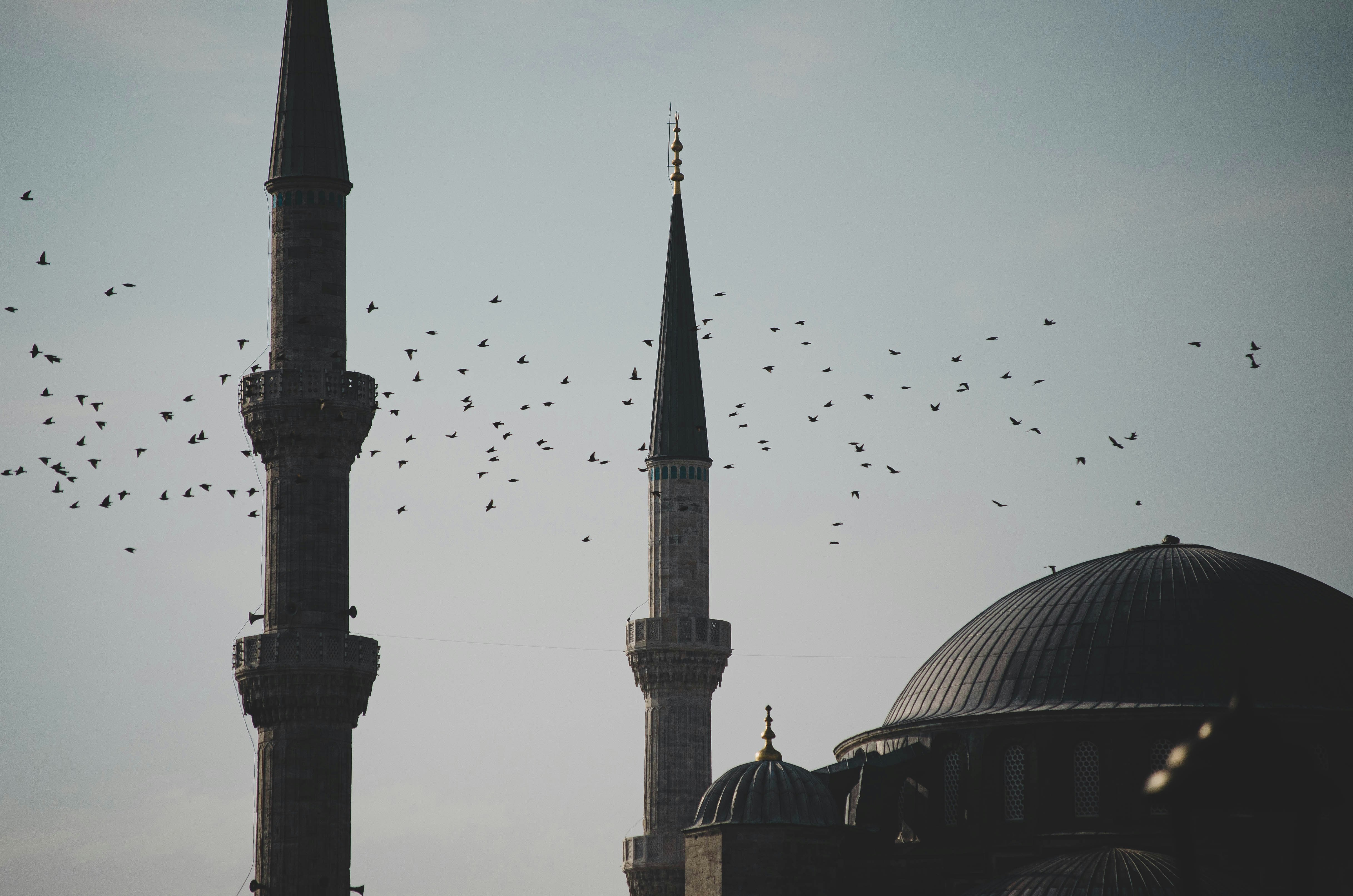 birds flying over dome building during daytime