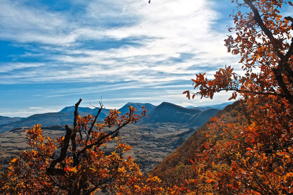 brown and green trees on mountain under white clouds during daytime