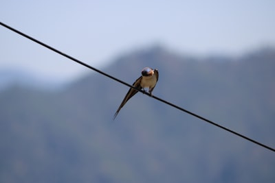 yellow and black bird on black wire during daytime