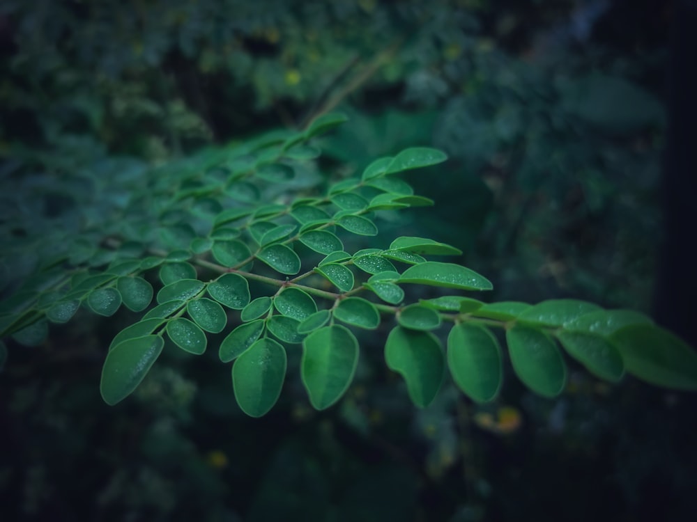 green leaves with water droplets