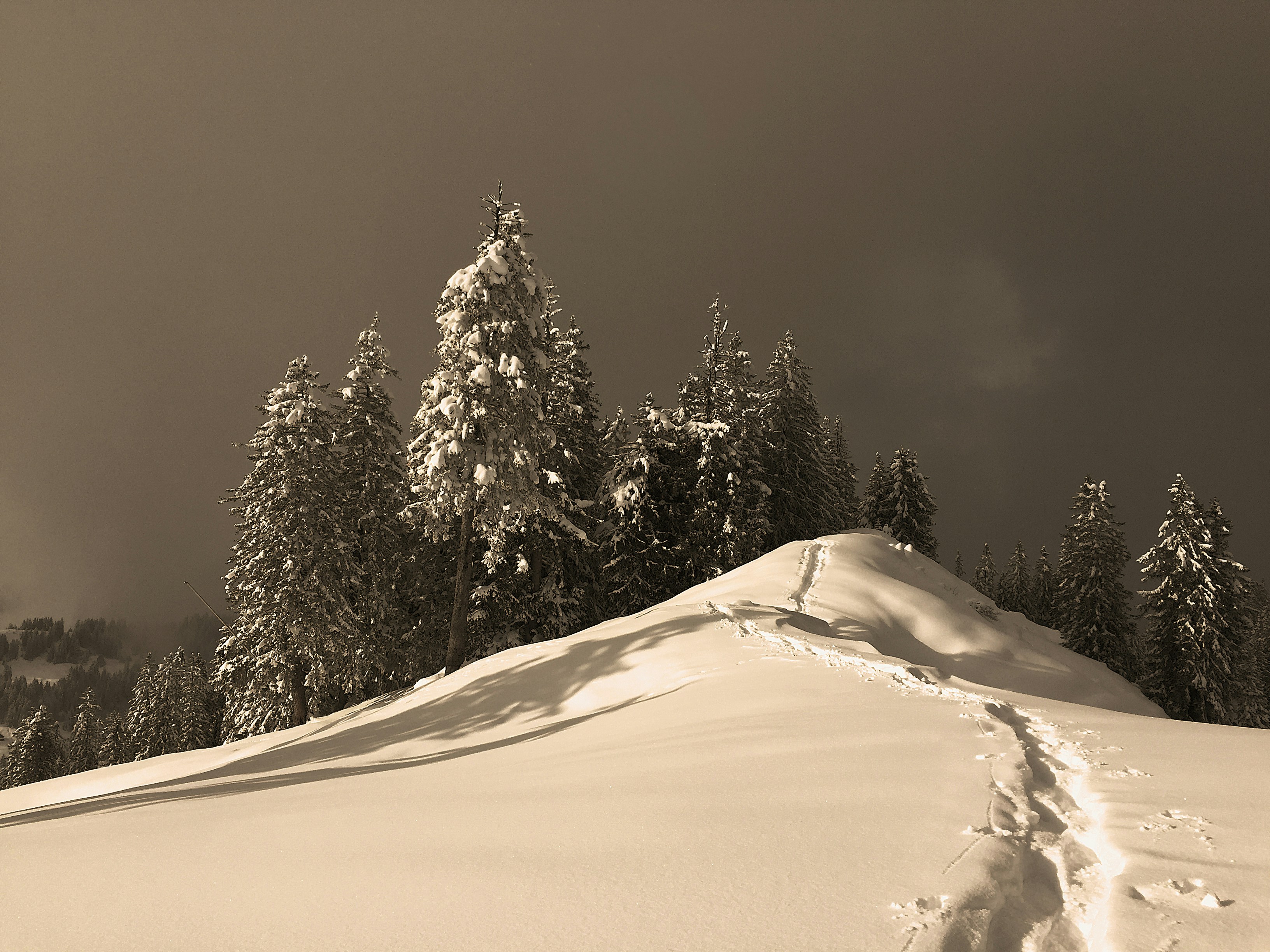 snow covered trees during daytime