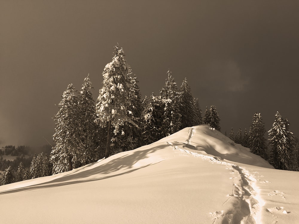 snow covered trees during daytime