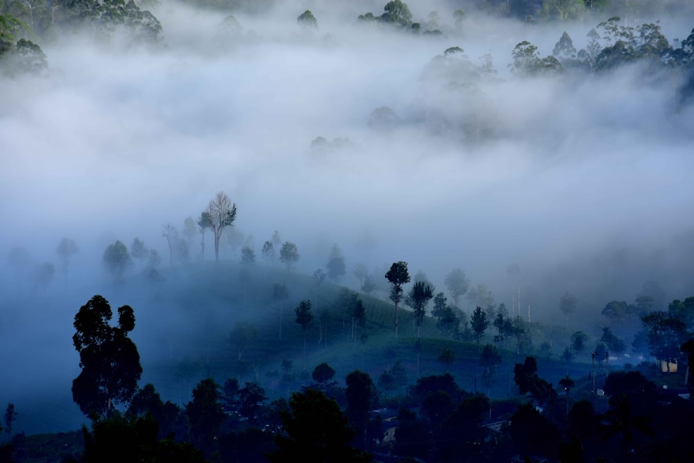 silhouette of people standing on forest under white clouds