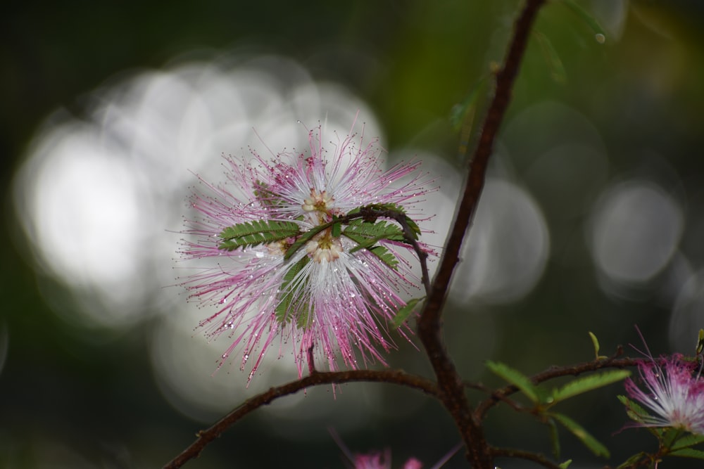 white and pink flower in tilt shift lens