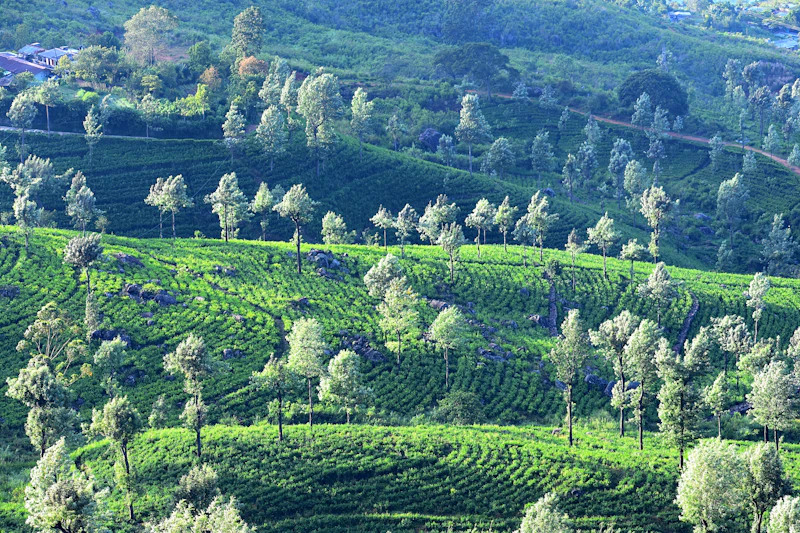 Sri Lankan tea plantation