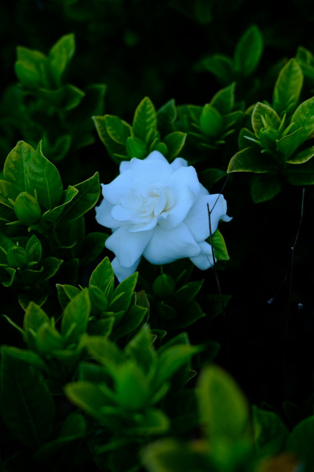 flor branca com folhas verdes