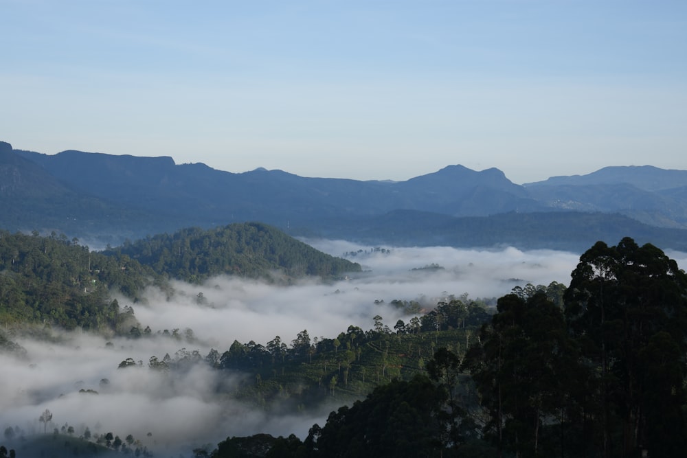 green trees on mountain under white clouds during daytime