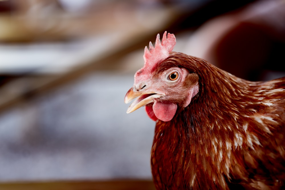 Gallina marrón en lente de cambio de inclinación