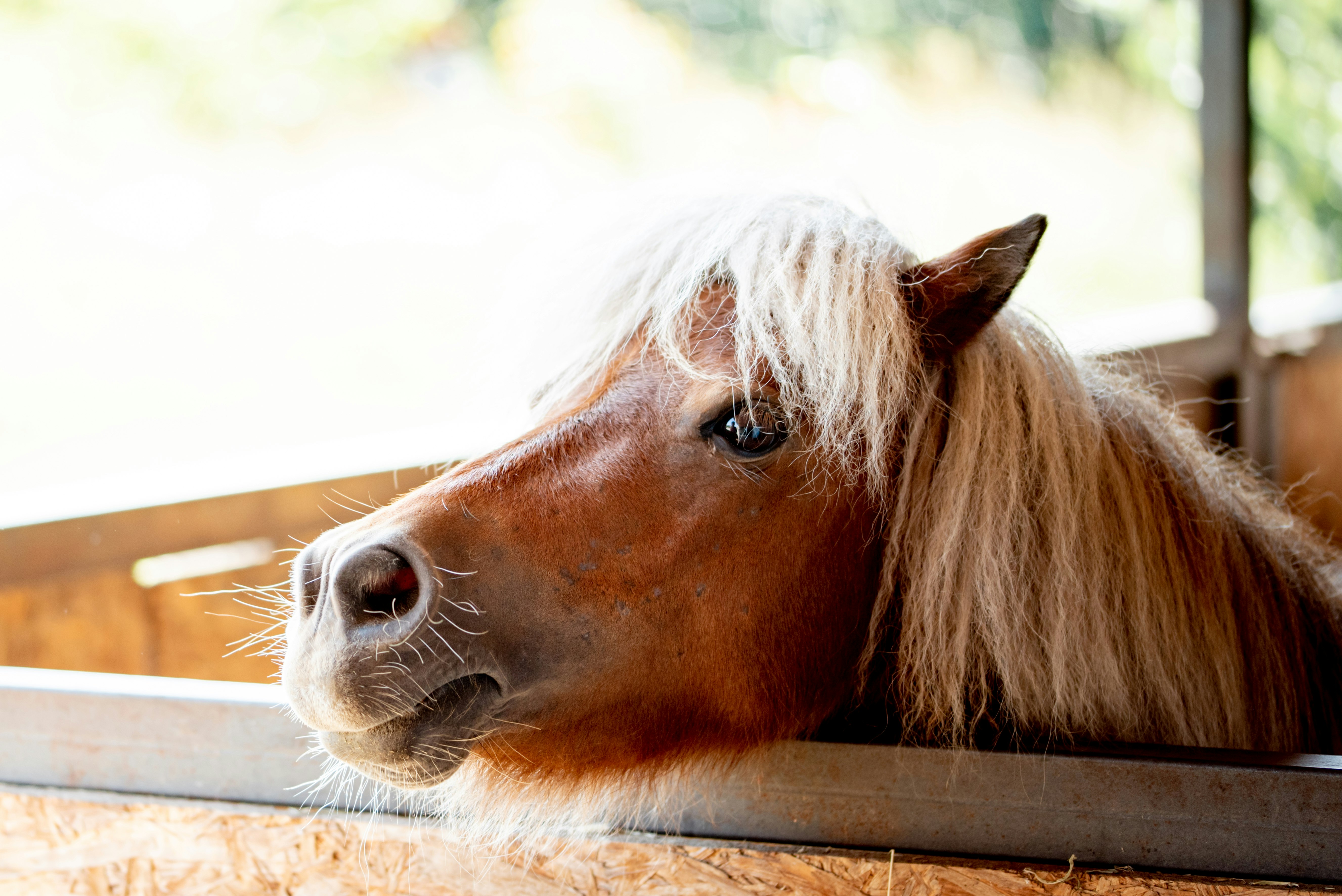 brown horse in close up photography during daytime