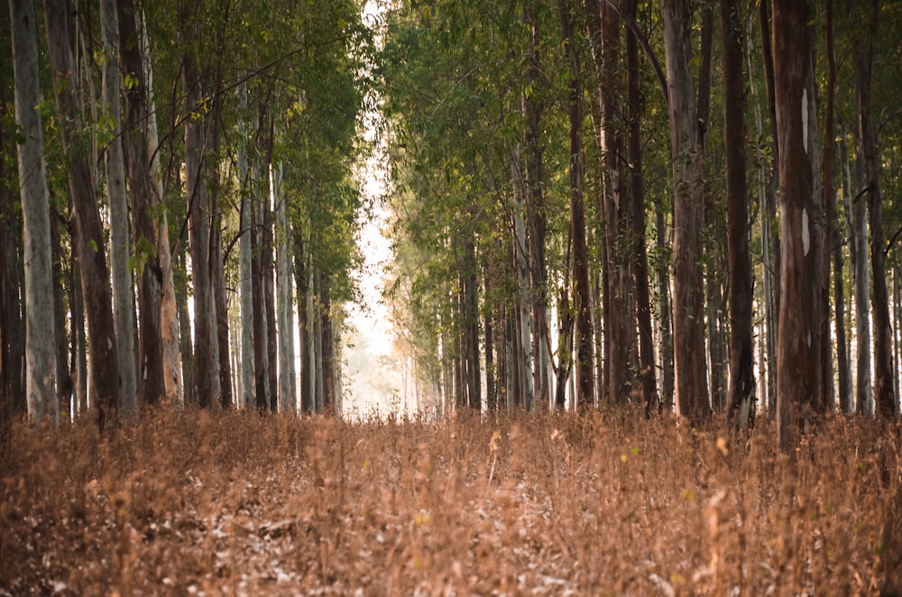 alberi marroni e verdi durante il giorno