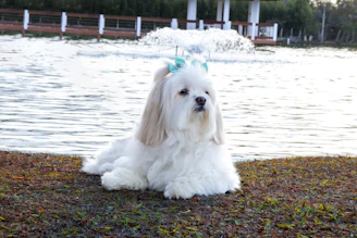 white long coat small dog on brown ground near body of water during daytime