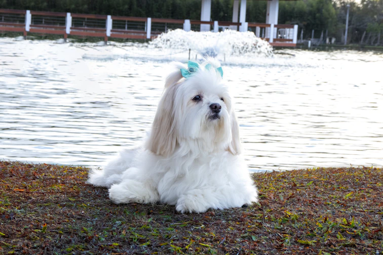 white long coat small dog on brown ground near body of water during daytime