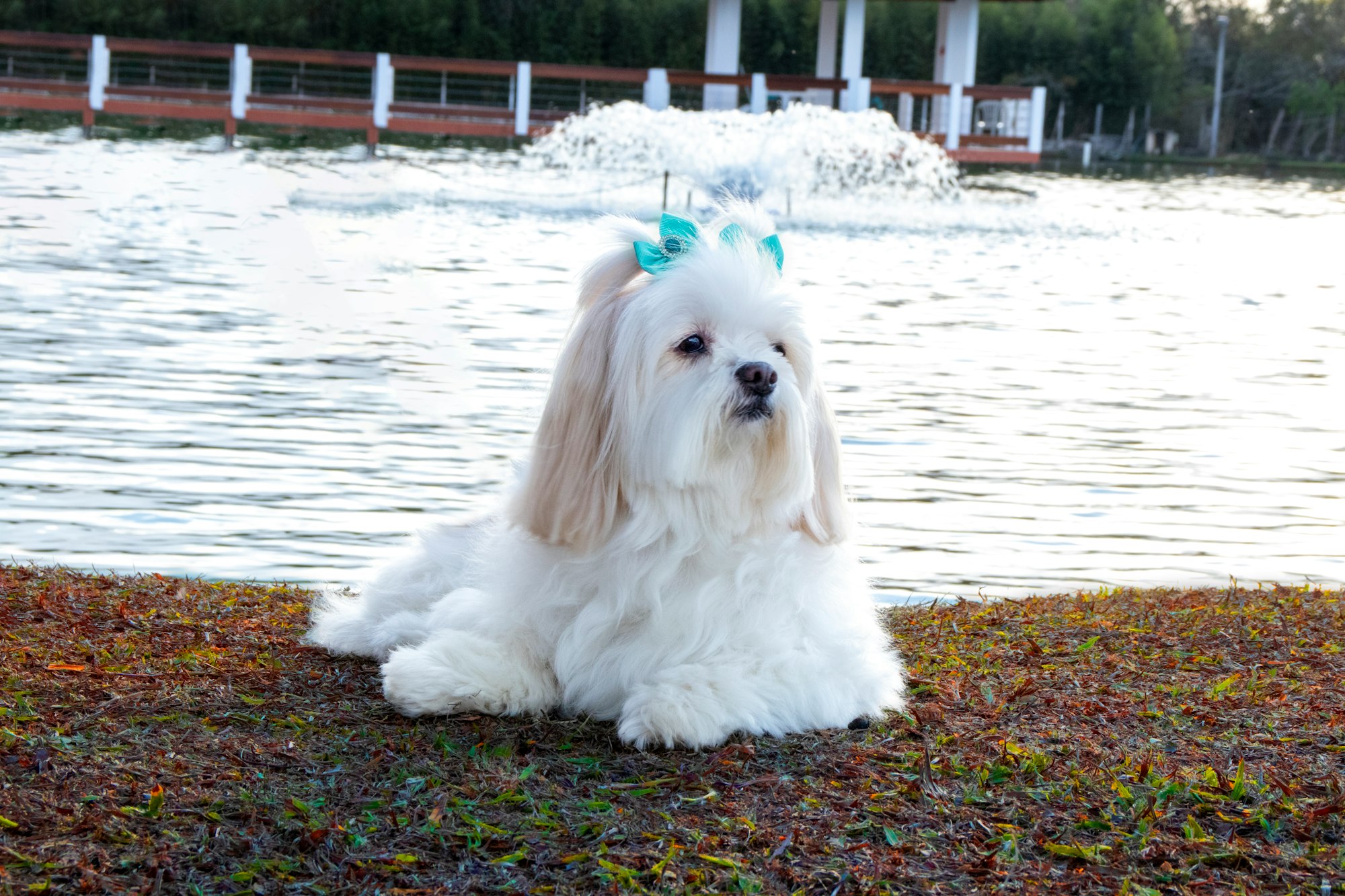 white long coat Lhasa Apsos dog on brown ground near body of water during daytime