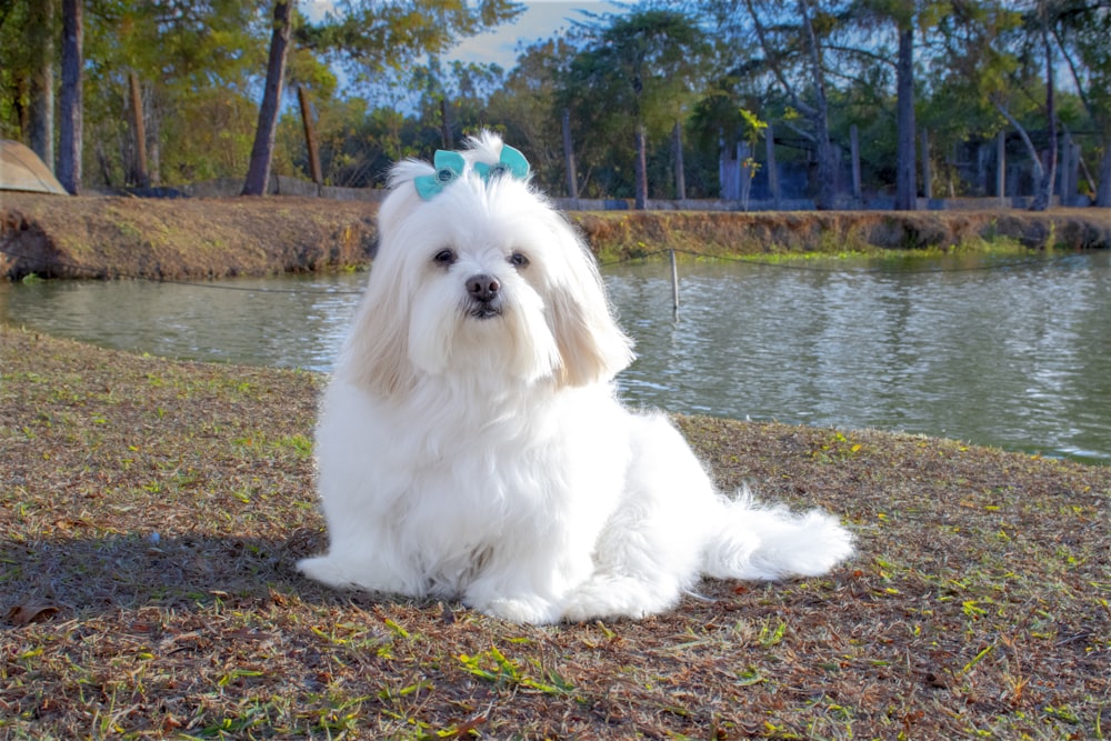 昼間、灰色のコンクリートの床に座っている白いロングコートの小型犬