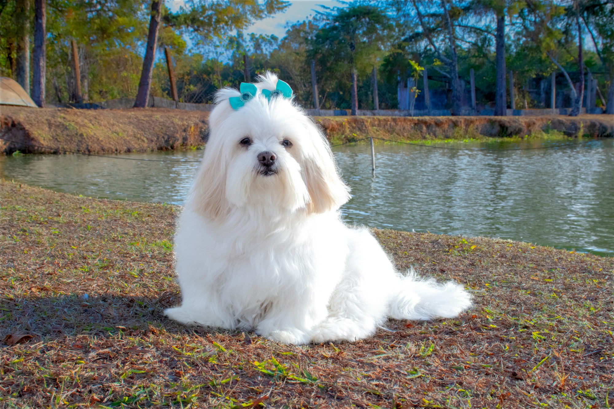 Small  White Dog Breeds