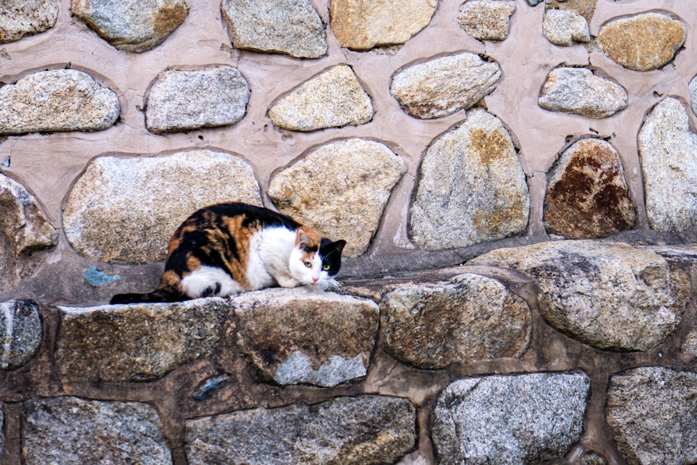 calico cat lying on gray concrete brick