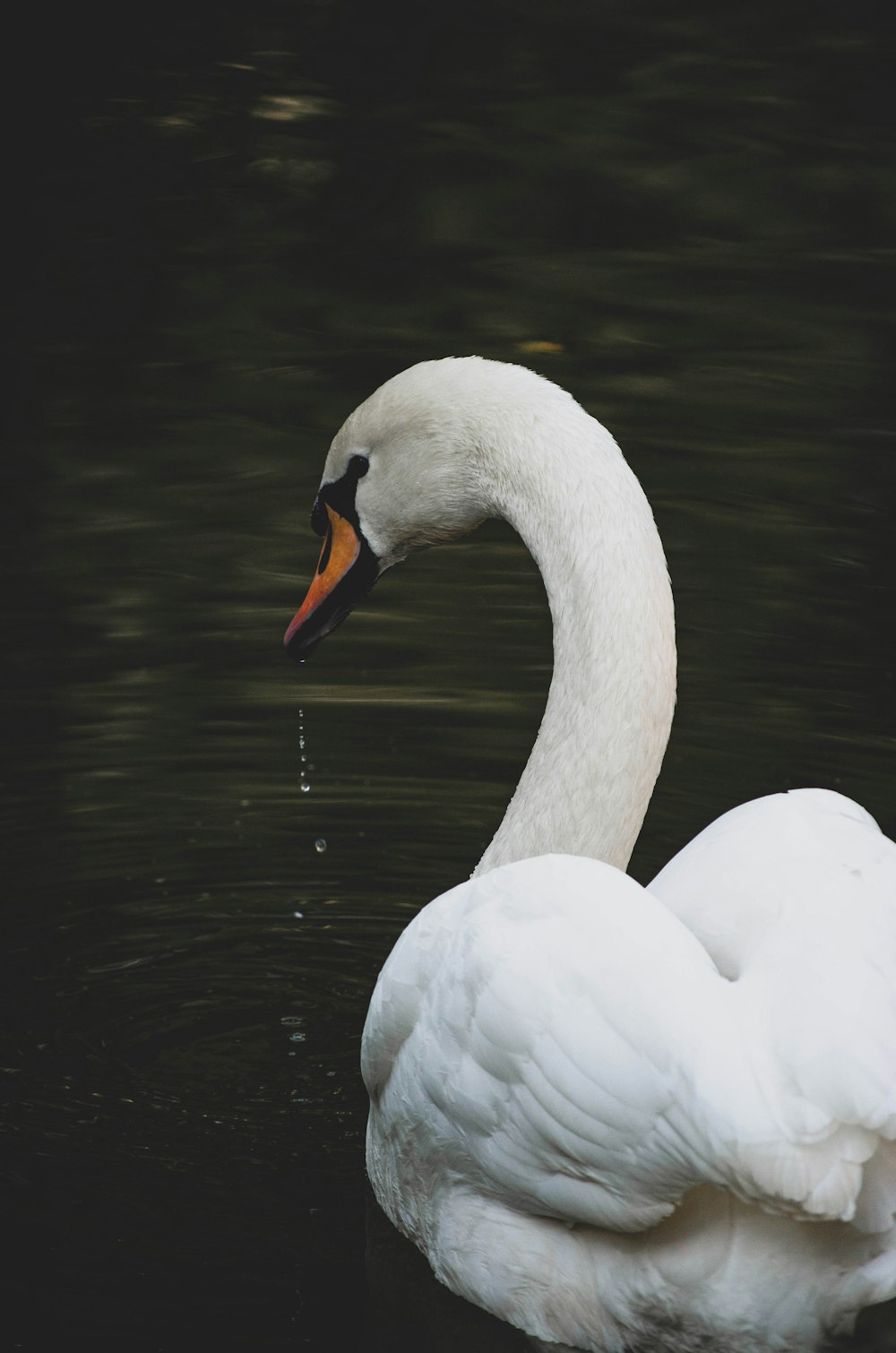 white swan on water during daytime