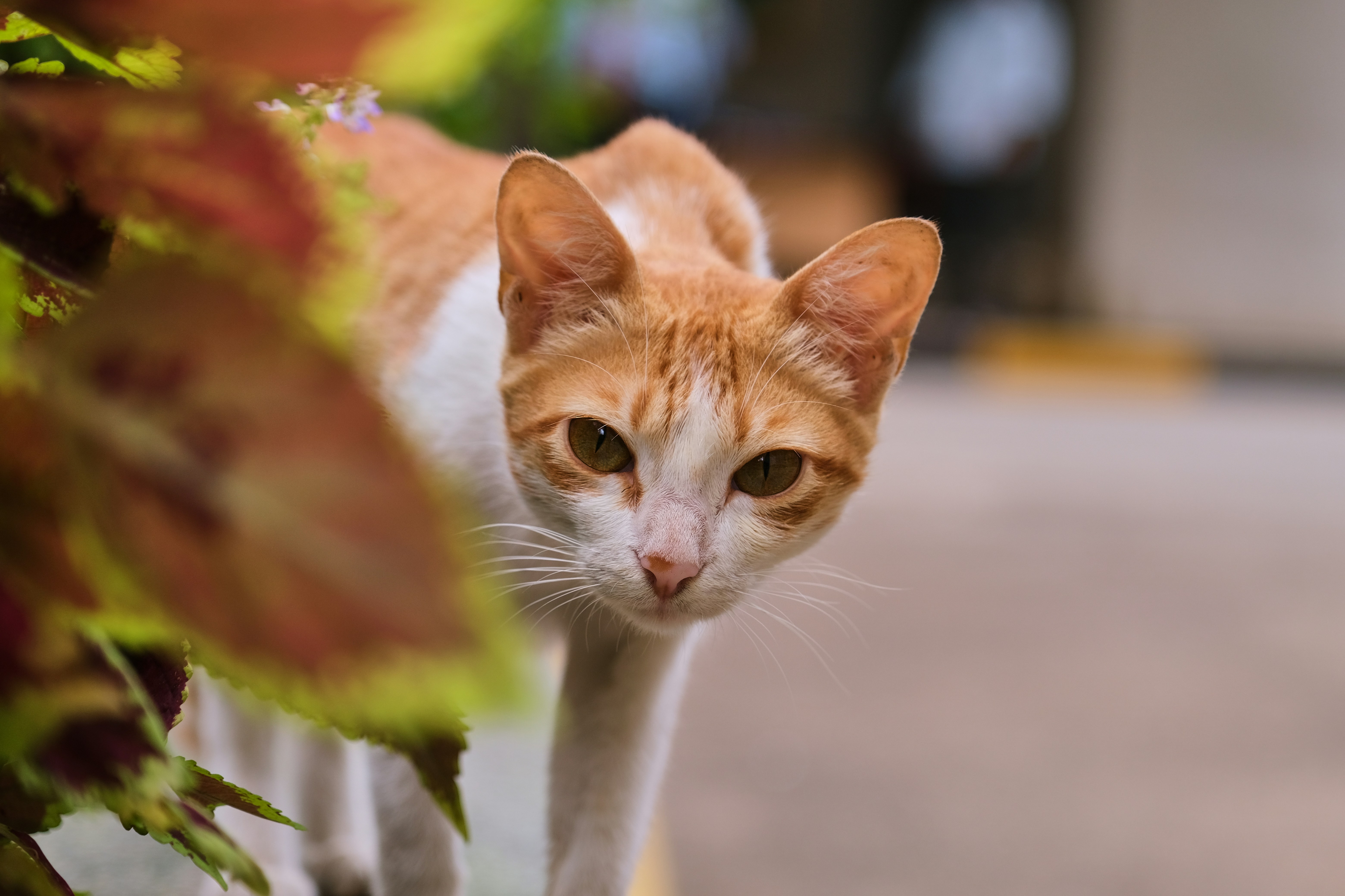 orange tabby cat on green grass