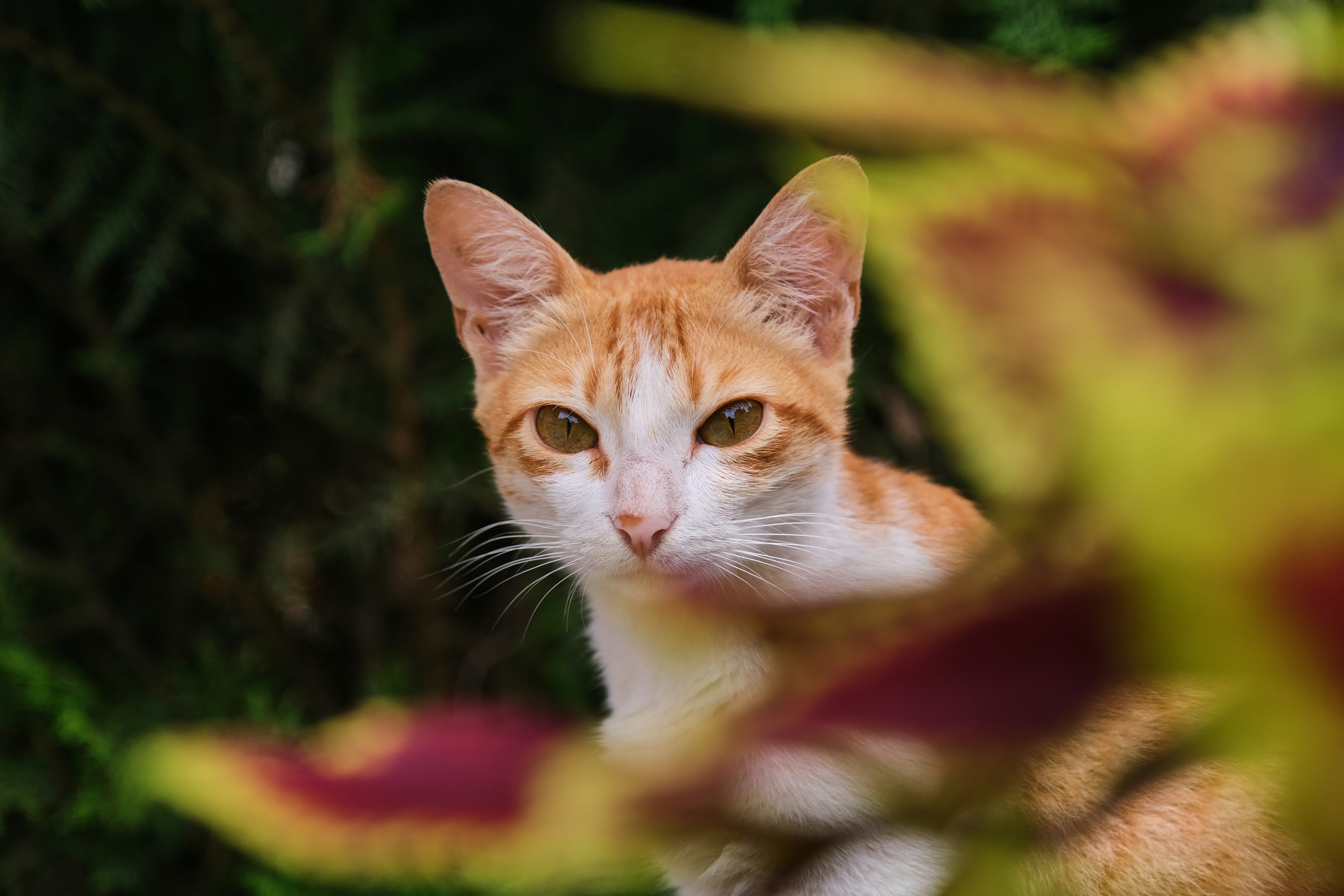Assessing Their Territory (image credits: unsplash)