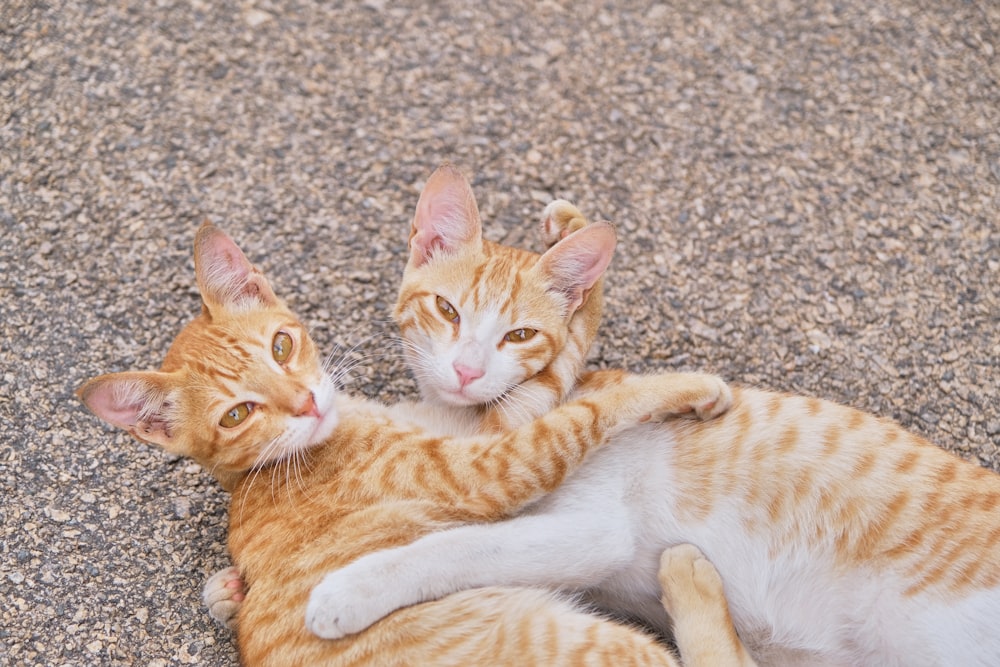 orange tabby cat lying on ground