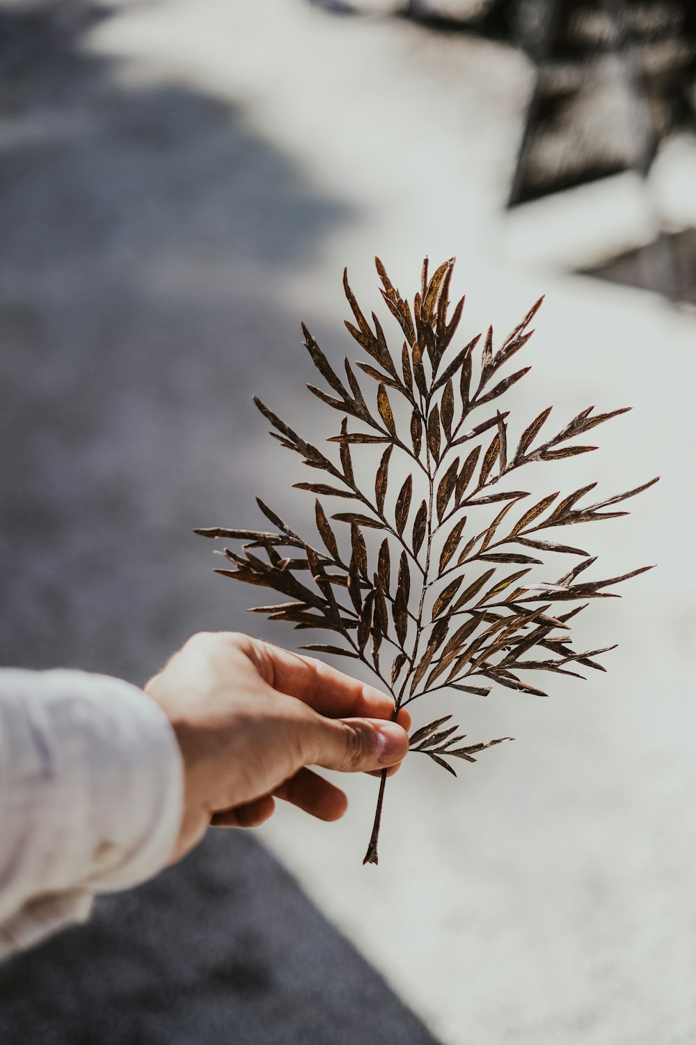 person holding white and brown plant