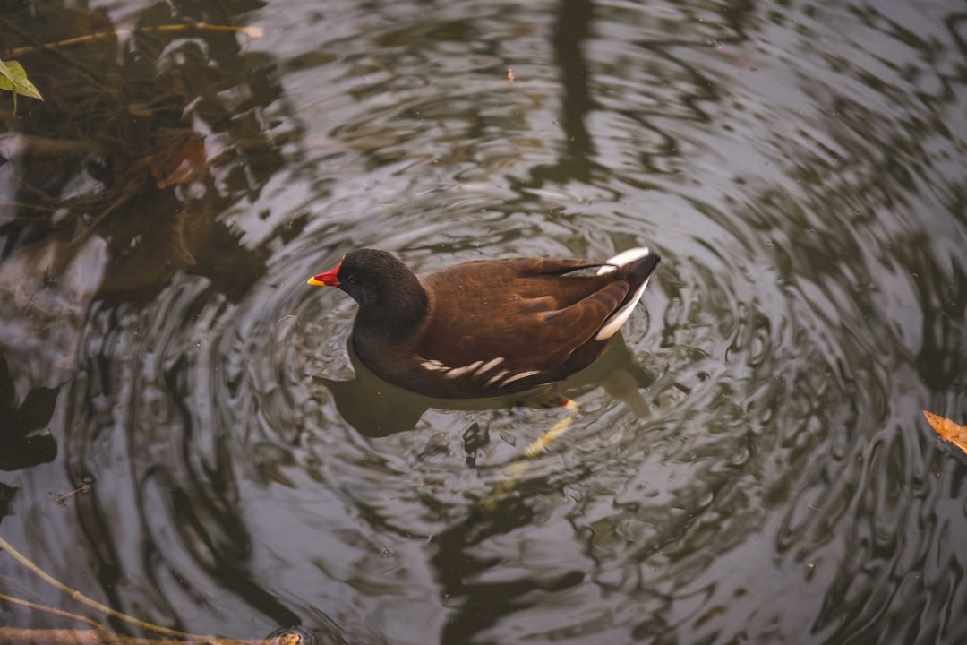 black duck on water during daytime