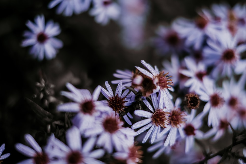 white and purple flowers in tilt shift lens