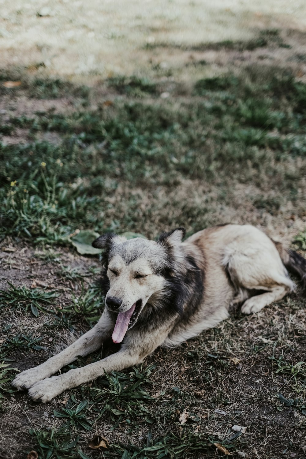 Husky sibérien brun et blanc couché sur le sol pendant la journée