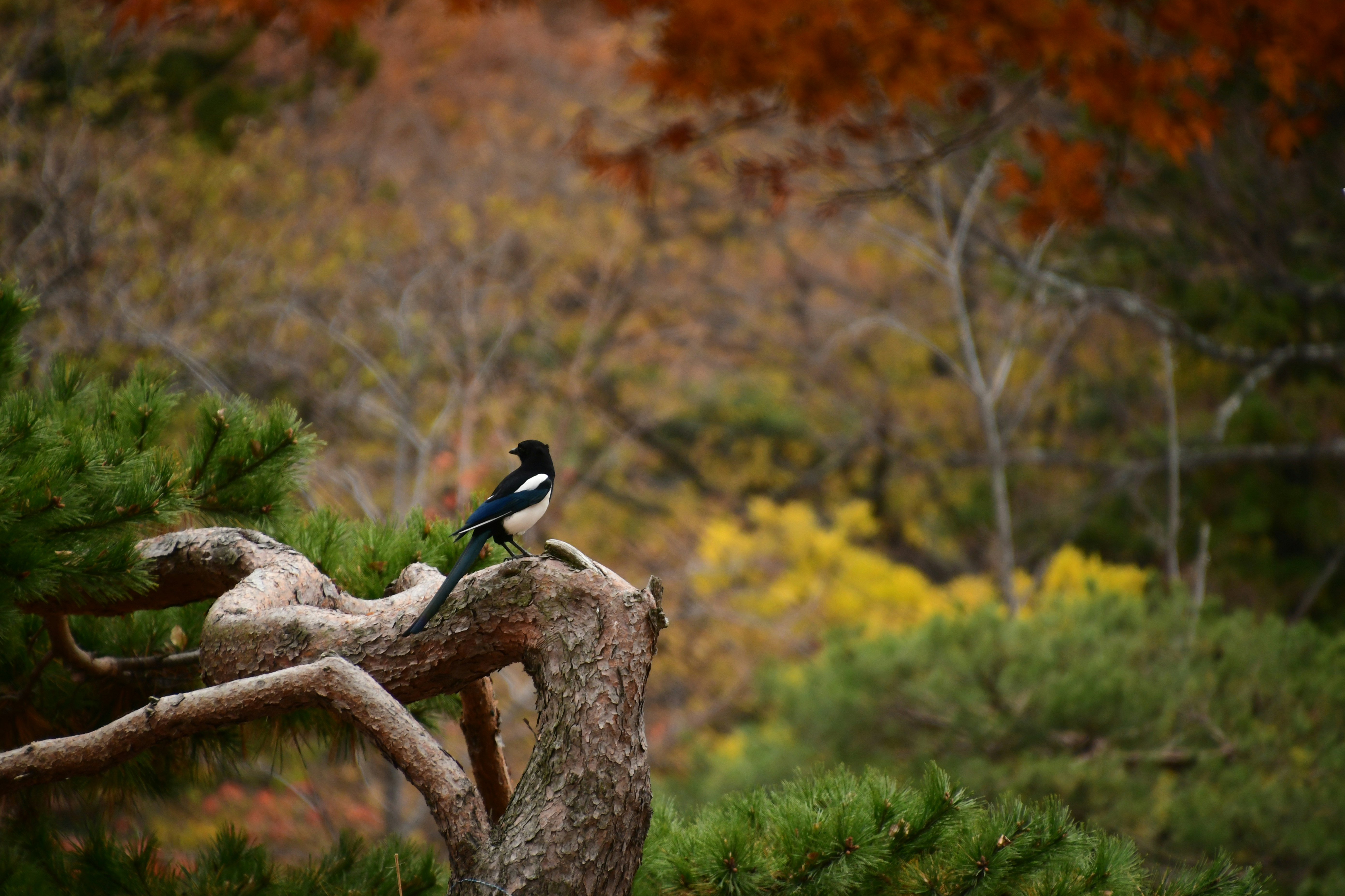 black and white bird on brown tree branch during daytime