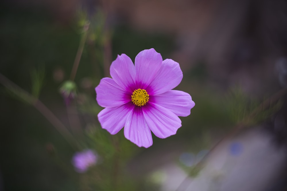 pink cosmos flower in bloom during daytime