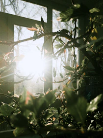 Morning light filtering through leafy green plants on a sun-dappled windowsill inside a cozy home.