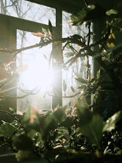 Morning light filtering through leafy green plants on a sun-dappled windowsill inside a cozy home.