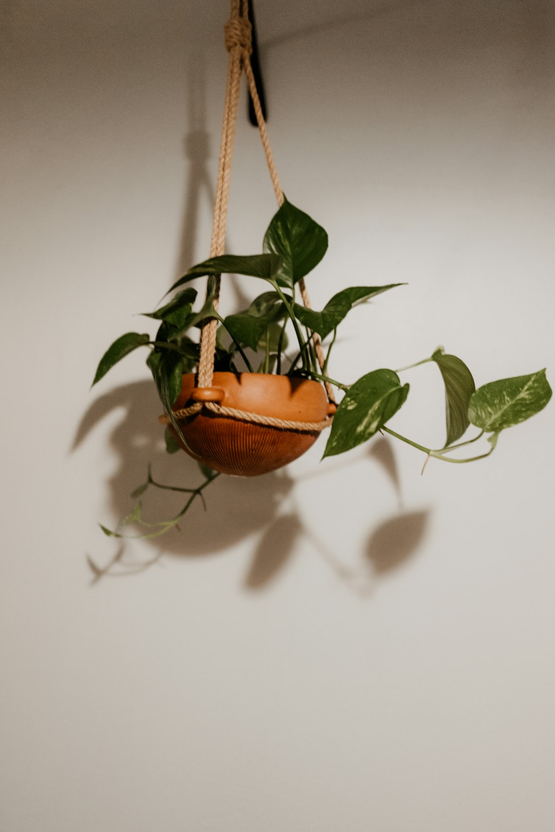 green plant on brown clay pot