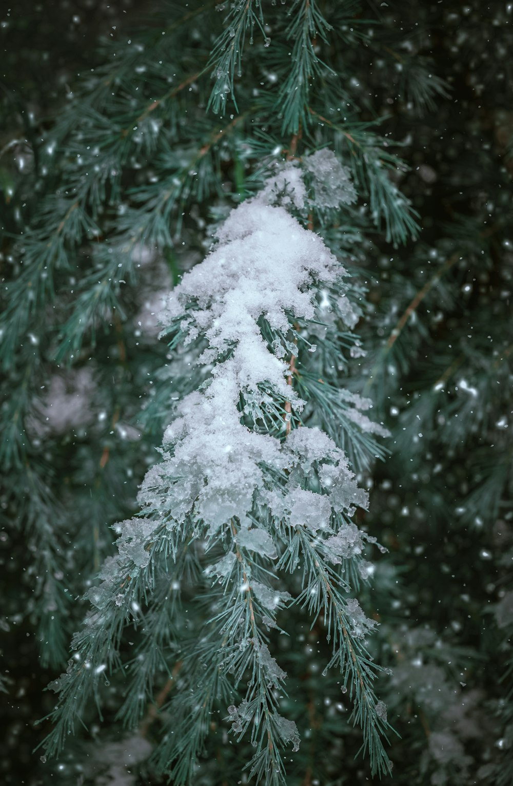 green pine tree covered with snow